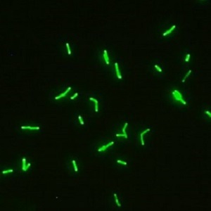 Clostridium spp
