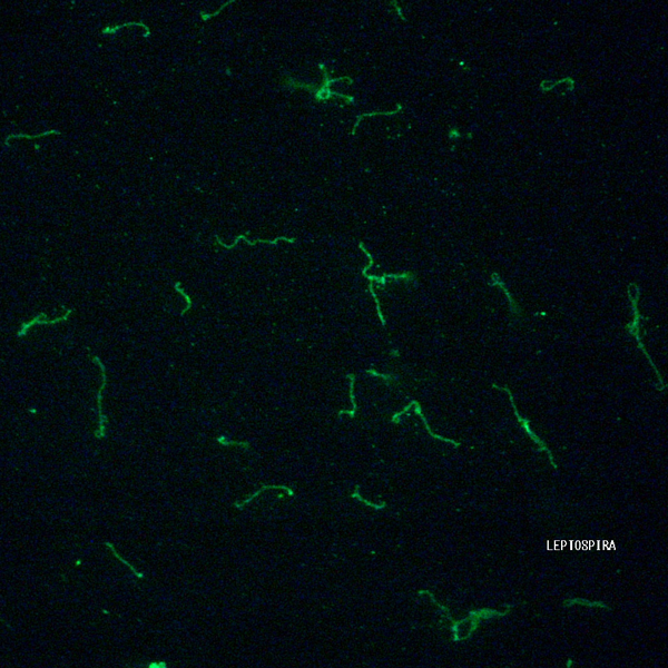 leptospira