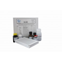 Testosterone ELISA