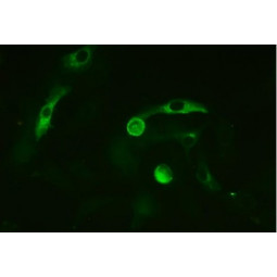 Porcine Epidemic Diarrhea Virus (PEDV) FA Substrate Slide