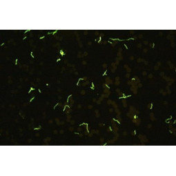 BORRELIA burgdoreri FA Substrate Slide