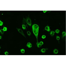 FELINE Calicivirus (FCV) FA Substrate Slide