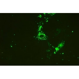 Porcine Circovirus 2 FA Substrate Slide