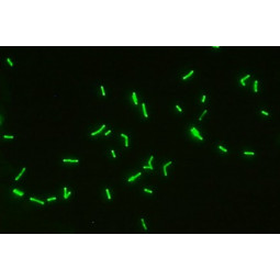 Clostridium spp 4-way FA Substrate Slide