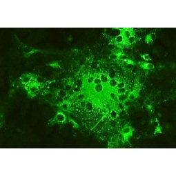 Canine Coronavirus FA Substrate Slide