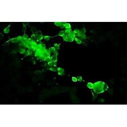 Canine Herpesvirus Type 1 (CHV-1) FA Substrate Slide