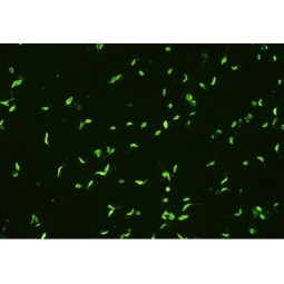 Leishmania Infantum IFA Substrate Slide