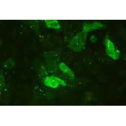 Bluetongue Virus (BTV) IFA Substrate Slide