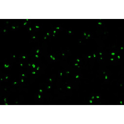 Neospora caninum IFA Substrate Slide