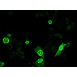 Feline Panleukopenia IFA Substrate Slide