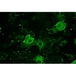 Bovine Respiratory Syncytial Virus (BRSV) FA Substrate Slide