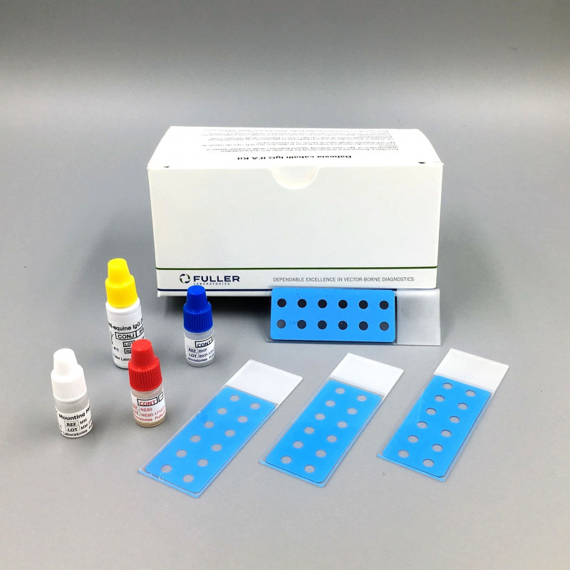 Flea-borne typhus IgG MIF kit