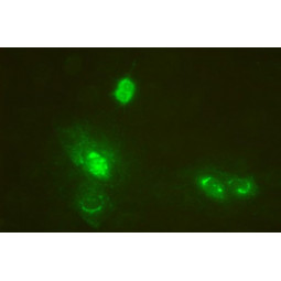 PRRS-NA FA Substrate Slide