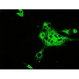 Feline Infectious Peritonitis Virus Type 1 (FIP-1) FA Substrate Slide