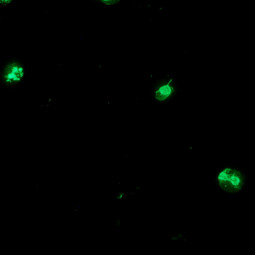 MegaFLUO BABESIA canis