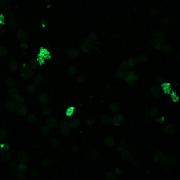 MegaFLUO BARTONELLA henselae