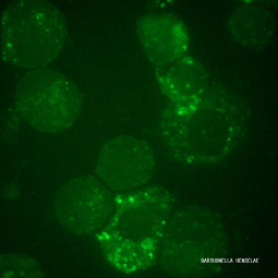 MegaFLUO BARTONELLA henselae