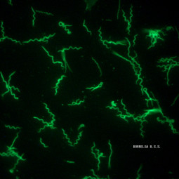 MegaFLUO BORRELIA canis