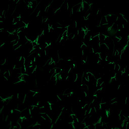 MegaFLUO BORRELIA canis