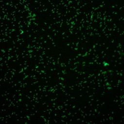 MegaFLUO LISTERIA monocytogenes