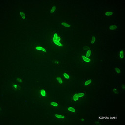 MegaFLUO NEOSPORA caninum