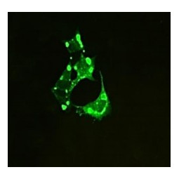 CJ-F-CDV-MAB