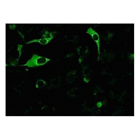 Rabies Recombinant Nucleoprotein (rNP) FA Control Slide